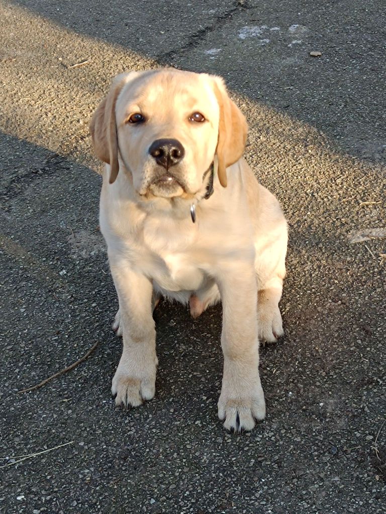 Of Bowmore Legend - Chiot disponible  - Labrador Retriever