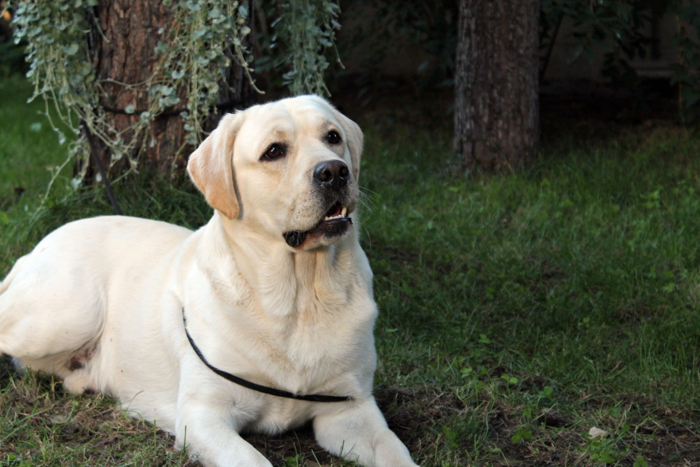 CH. VEGAS PATI ZAKO I LABUSIE